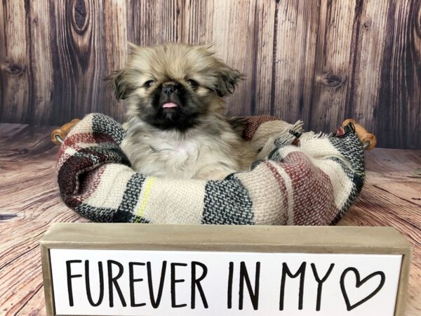 Pekingese DOG Female Sable 16141 Petland Fairfield, Ohio