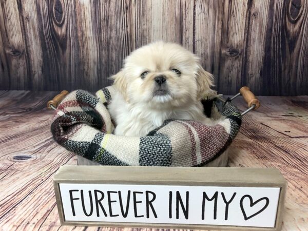 Pekingese DOG Male Cream 16140 Petland Fairfield, Ohio