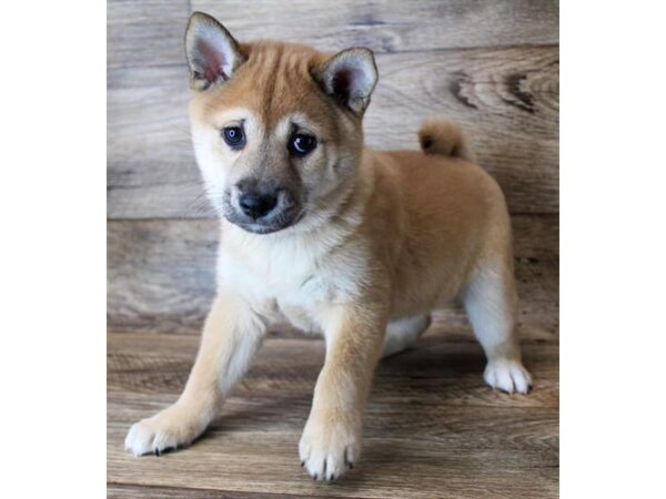 Shiba Inu DOG Male Red Sesame 16144 Petland Fairfield, Ohio