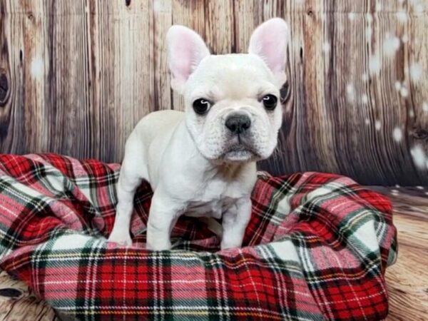 French Bulldog DOG Female Cream 16149 Petland Fairfield, Ohio