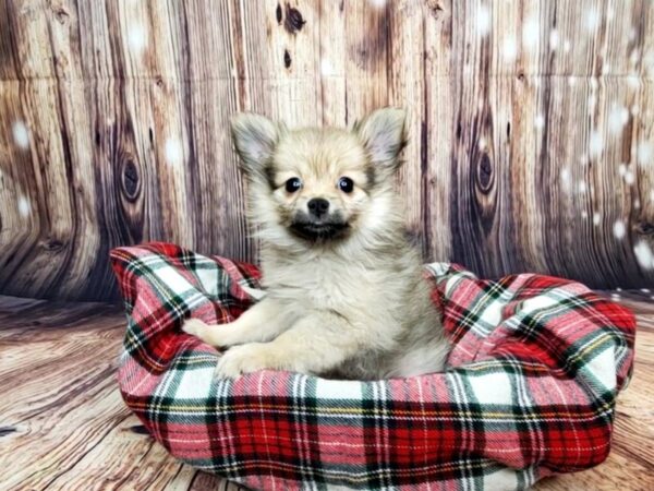 Pomeranian DOG Female Orange Sable 16148 Petland Fairfield, Ohio