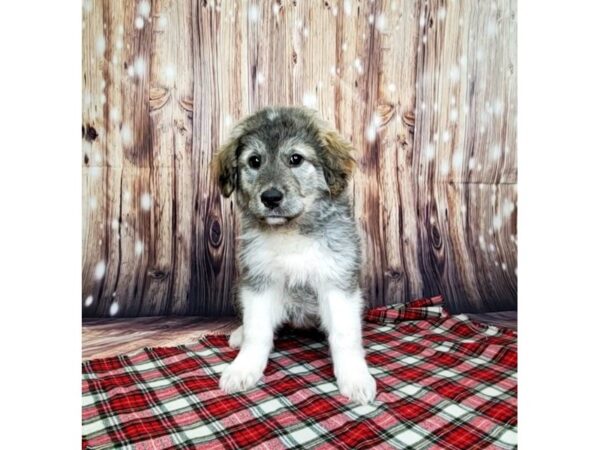 Golden Retriever/Great Pyrenees-DOG-Female-Blue Sable-16147-Petland Fairfield, Ohio