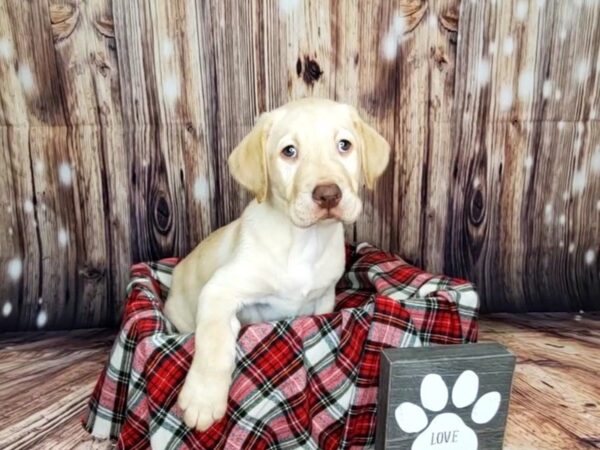 Labrador Retriever DOG Male Yellow 16146 Petland Fairfield, Ohio