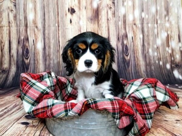 Cavalier King Charles Spaniel DOG Male Black Tan / White 16145 Petland Fairfield, Ohio