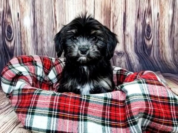 Havapoo DOG Male Black and Tan 16137 Petland Fairfield, Ohio