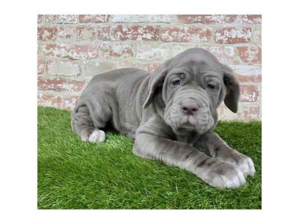 Neapolitan Mastiff DOG Male Tawny 16152 Petland Fairfield, Ohio