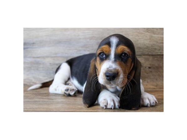 Basset Hound DOG Male Black Tan / White 16163 Petland Fairfield, Ohio