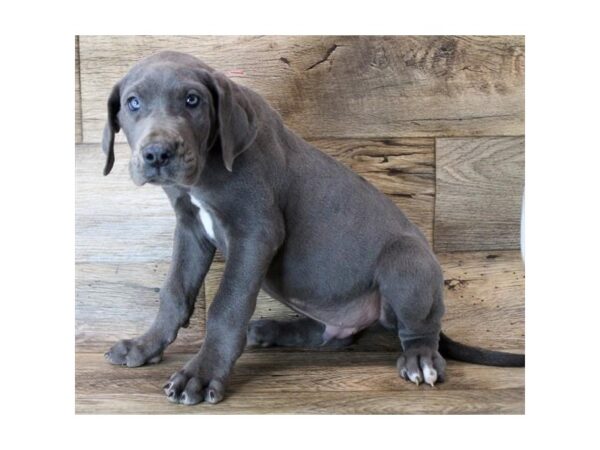 Great Dane-DOG-Male-Blue-16160-Petland Fairfield, Ohio