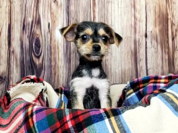 Chorkie-DOG-Female-Black and Tan-16158-Petland Fairfield, Ohio