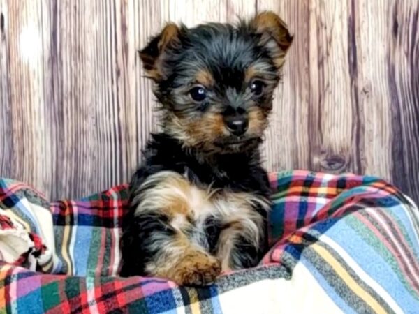 Yorkshire Terrier DOG Male Black / Tan 16161 Petland Fairfield, Ohio