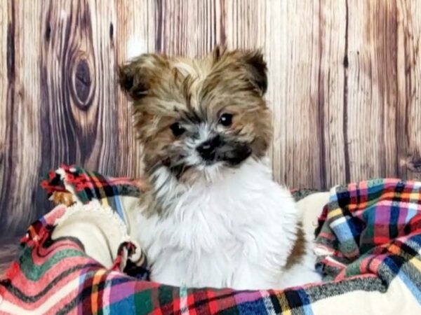 HavaPom-DOG-Female-Brown/White-16153-Petland Fairfield, Ohio