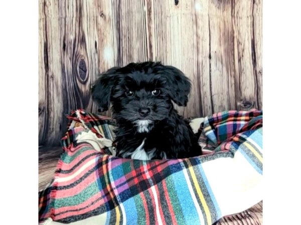 Yorkiepoo DOG Male Black 16155 Petland Fairfield, Ohio