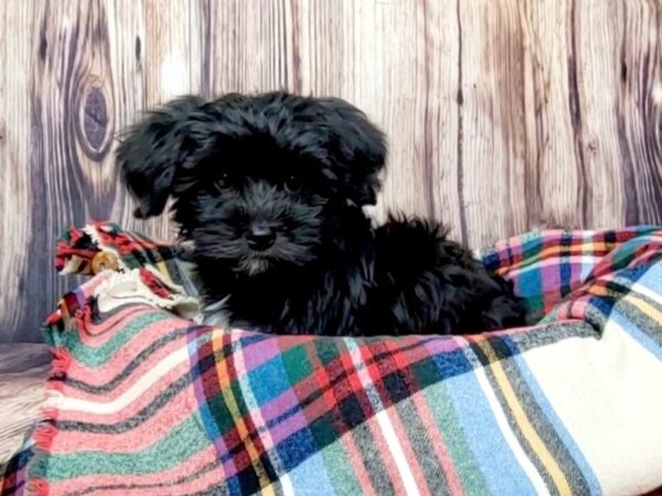 Yorkiepoo DOG Female Black 16156 Petland Fairfield, Ohio