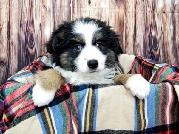 Miniature Australian Shepherd DOG Female Black White / Tan 16159 Petland Fairfield, Ohio