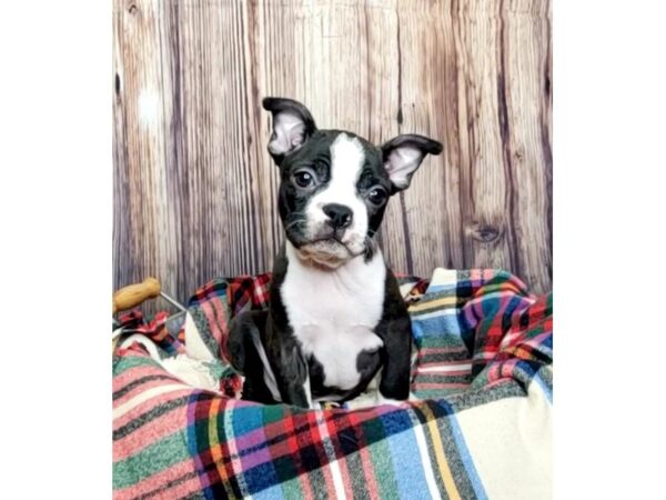 Boston Terrier DOG Male Black / White 16162 Petland Fairfield, Ohio