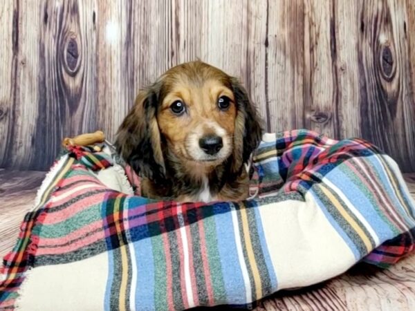 Dachshund-DOG-Male-Red-16165-Petland Fairfield, Ohio