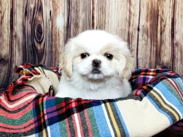 Pekingese DOG Male CREAM & WHITE 16166 Petland Fairfield, Ohio