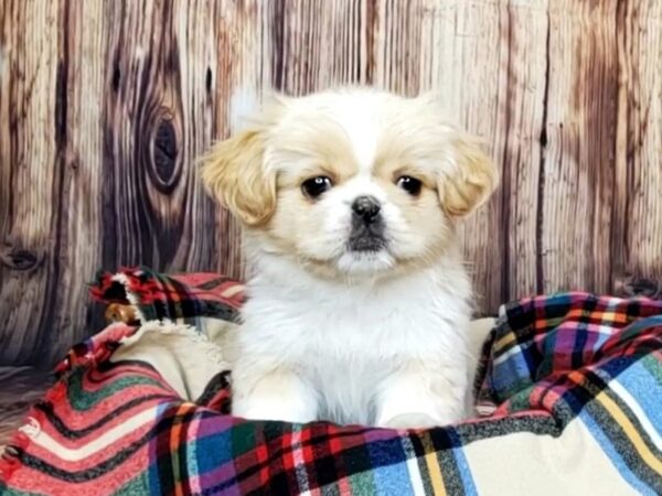 Pekingese DOG Female CREAM & WHITE 16167 Petland Fairfield, Ohio