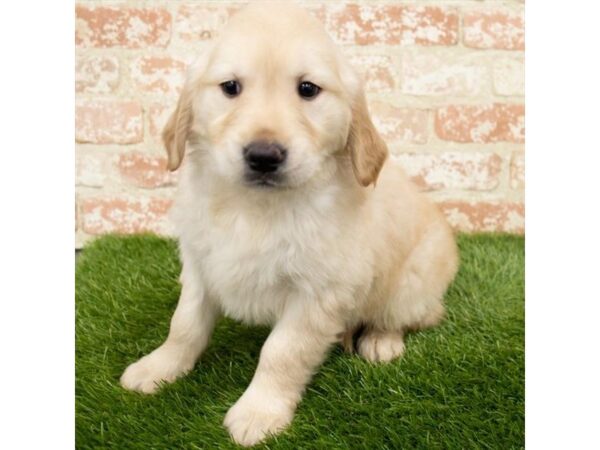 Golden Retriever DOG Female Golden 16172 Petland Fairfield, Ohio