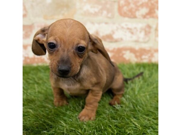 Dachshund DOG Female Wild Boar 16169 Petland Fairfield, Ohio