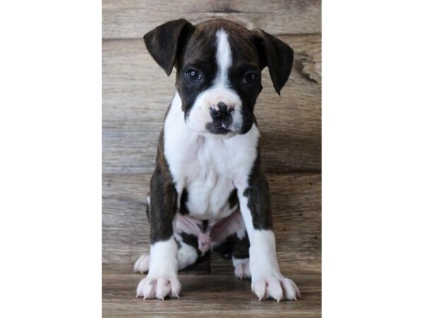 Boxer DOG Male Brindle / White 16174 Petland Fairfield, Ohio