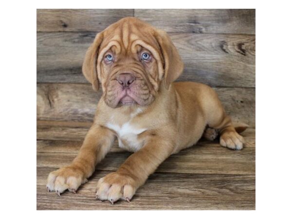 Dogue de Bordeaux DOG Male Red 16173 Petland Fairfield, Ohio