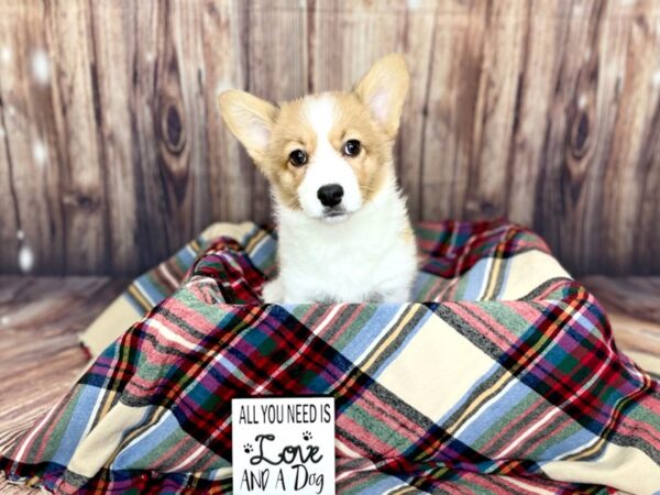 Pembroke Welsh Corgi-DOG-Female-Red-16170-Petland Fairfield, Ohio