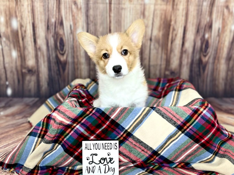 Pembroke Welsh Corgi Puppy Red ID:16170 Located at Petland