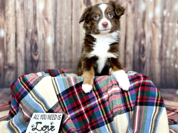 Miniature Australian Shepherd DOG Male Red 16176 Petland Fairfield, Ohio