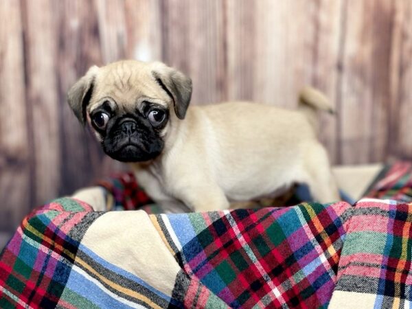 Pug DOG Female FAWN 16178 Petland Fairfield, Ohio