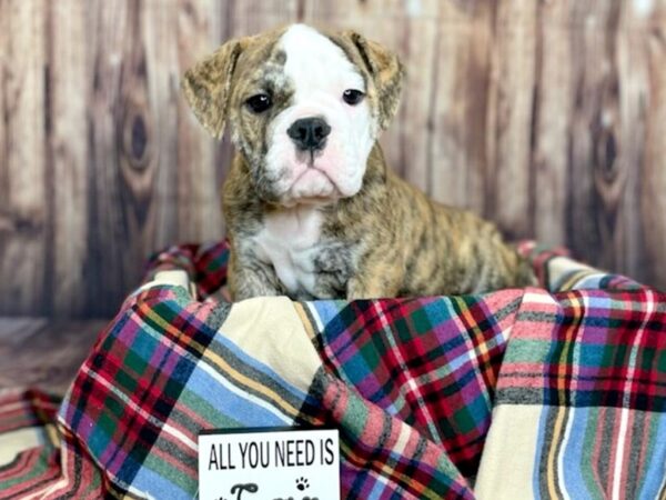 Old English Bulldog-DOG-Male-Brindle-16179-Petland Fairfield, Ohio