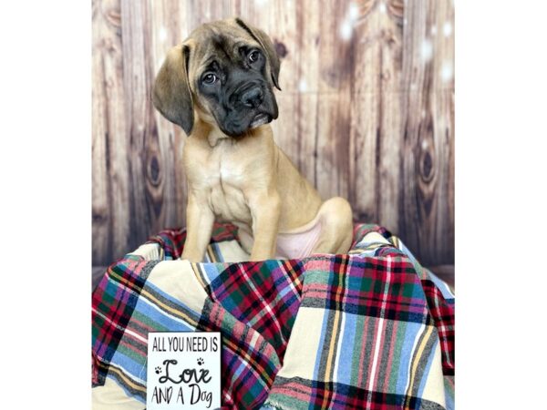 English Mastiff-DOG-Female-Apricot-16177-Petland Fairfield, Ohio