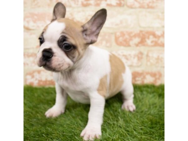 French Bulldog-DOG-Female-Fawn-16182-Petland Fairfield, Ohio