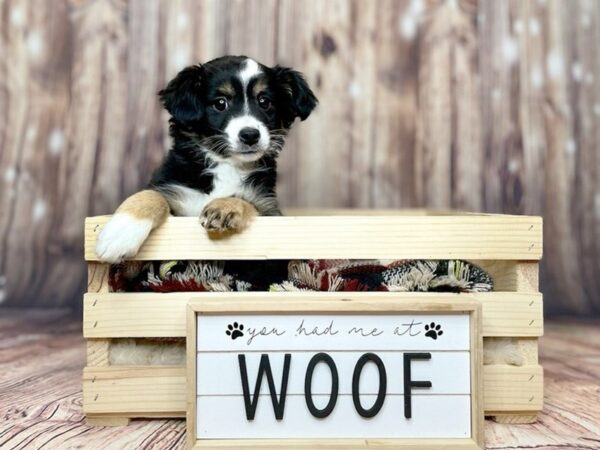 Miniature Australian Shepherd DOG Female Black White / Tan 16193 Petland Fairfield, Ohio