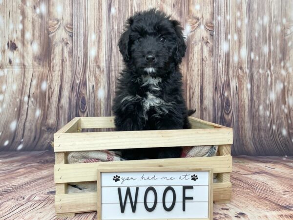 Bernardadoodle-DOG-Male-Black-16192-Petland Fairfield, Ohio