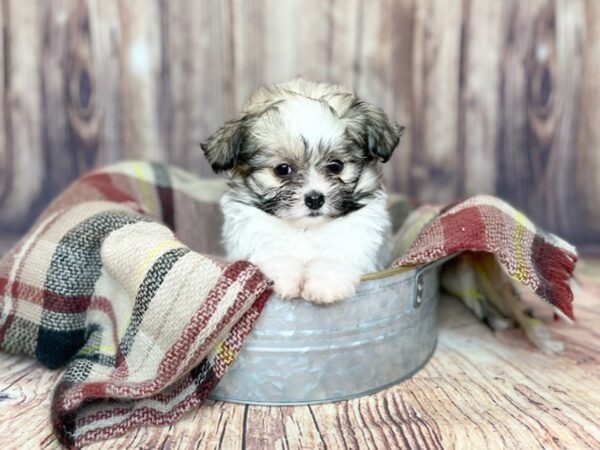 HavaPom-DOG-Female-Brown/White-16190-Petland Fairfield, Ohio