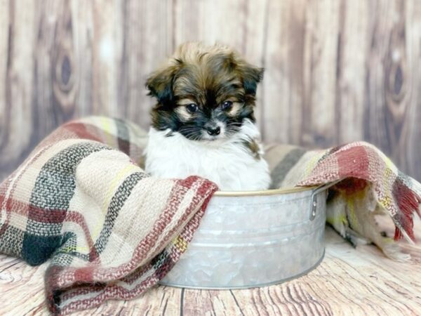 HavaPom DOG Male Brown/White 16189 Petland Fairfield, Ohio