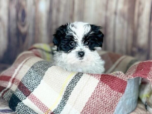 Teddy Bear DOG Male Black / White 16184 Petland Fairfield, Ohio