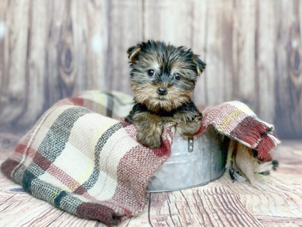 Yorkshire Terrier DOG Male Black / Tan 16183 Petland Fairfield, Ohio