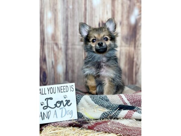 Pomeranian DOG Female Wolf Sable 16205 Petland Fairfield, Ohio