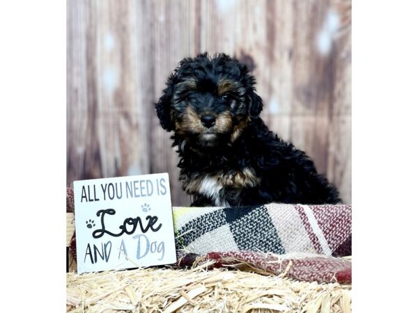 Yorkiepoo DOG Female Black Tri 16203 Petland Fairfield, Ohio