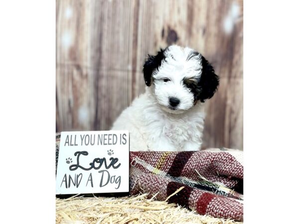 Yorkiepoo DOG Male White/Parti 16202 Petland Fairfield, Ohio