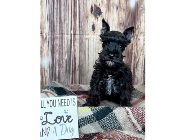 Miniature Schnauzer DOG Female Black 16197 Petland Fairfield, Ohio