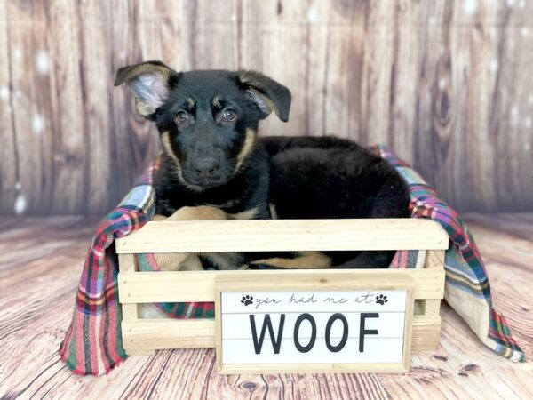 German Shepherd Dog DOG Male Black / Tan 16195 Petland Fairfield, Ohio