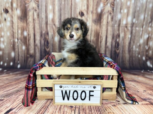 Australian Shepherd DOG Male Merle 16196 Petland Fairfield, Ohio