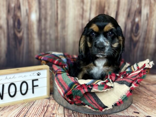 Cocker Spaniel-DOG-Female-Buff/Black/White-16199-Petland Fairfield, Ohio