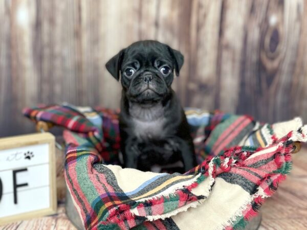 Pug DOG Male Black 16200 Petland Fairfield, Ohio