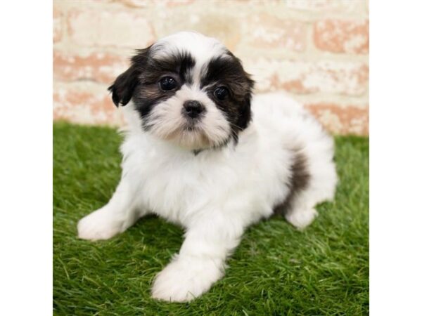 Shih Tzu DOG Female Brindle / White 16207 Petland Fairfield, Ohio