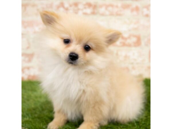 Pomeranian DOG Female Orange Sable 16210 Petland Fairfield, Ohio