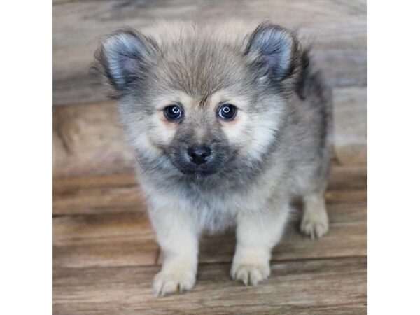 Pomeranian DOG Male Fawn Sable 16212 Petland Fairfield, Ohio